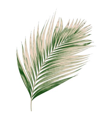 Beyaz arkaplanda izole edilmiş yeşil palmiye yaprakları
