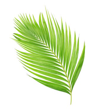 Beyaz arkaplanda izole edilmiş yeşil palmiye yaprakları