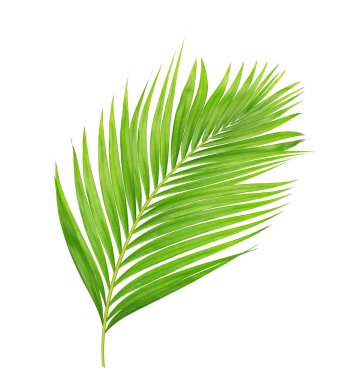 Beyaz arkaplanda izole edilmiş yeşil palmiye yaprakları
