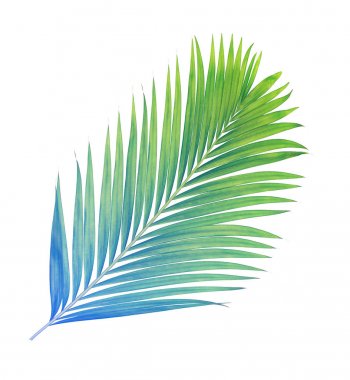 Beyaz arkaplanda izole edilmiş yeşil palmiye yaprakları