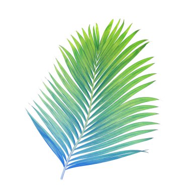 Beyaz arkaplanda izole edilmiş yeşil palmiye yaprakları