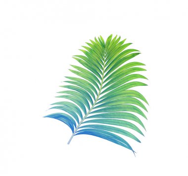 Beyaz arkaplanda izole edilmiş yeşil palmiye yaprakları