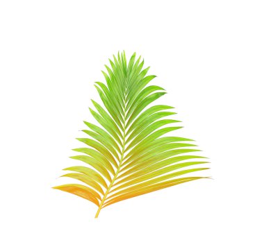 Beyaz arkaplanda izole edilmiş yeşil palmiye yaprakları