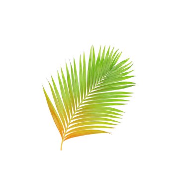 Beyaz arkaplanda izole edilmiş yeşil palmiye yaprakları
