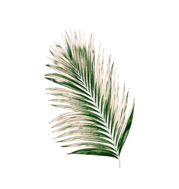 Beyaz arkaplanda izole edilmiş yeşil palmiye yaprakları