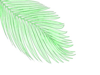 Beyaz arkaplanda izole edilmiş yeşil palmiye yaprakları