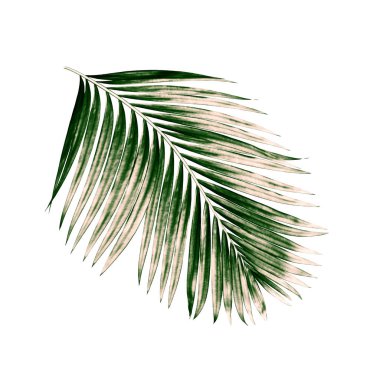 Beyaz arkaplanda izole edilmiş yeşil palmiye yaprakları