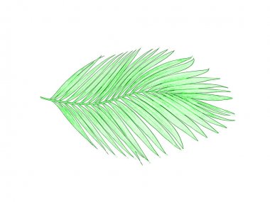 Beyaz arkaplanda izole edilmiş yeşil palmiye yaprakları