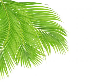 Beyaz arkaplanda izole edilmiş yeşil palmiye yaprakları