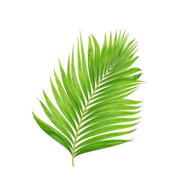 Beyaz arkaplanda izole edilmiş yeşil palmiye yaprakları