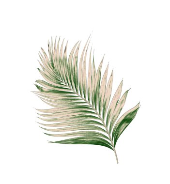 Beyaz arkaplanda izole edilmiş yeşil palmiye yaprakları
