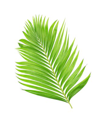 Beyaz arkaplanda izole edilmiş yeşil palmiye yaprakları