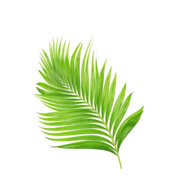 Beyaz arkaplanda izole edilmiş yeşil palmiye yaprakları