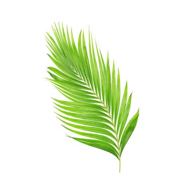 Beyaz arkaplanda izole edilmiş yeşil palmiye yaprakları
