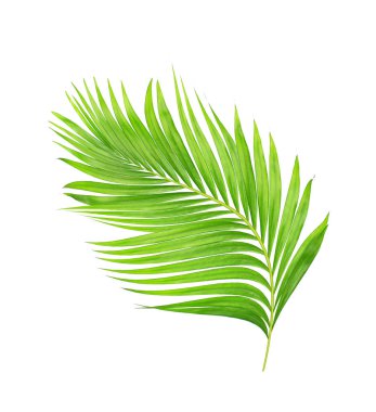 Beyaz arkaplanda izole edilmiş yeşil palmiye yaprakları