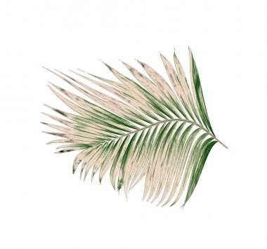 Beyaz arkaplanda izole edilmiş yeşil palmiye yaprakları