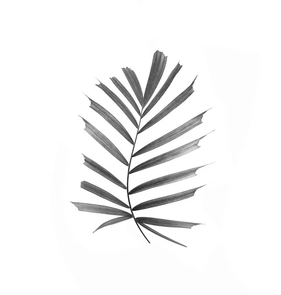 白い背景に孤立したヤシの木の葉 — ストック写真