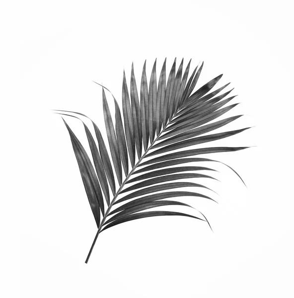 Черный Лист Пальмы Белом Фоне — стоковое фото