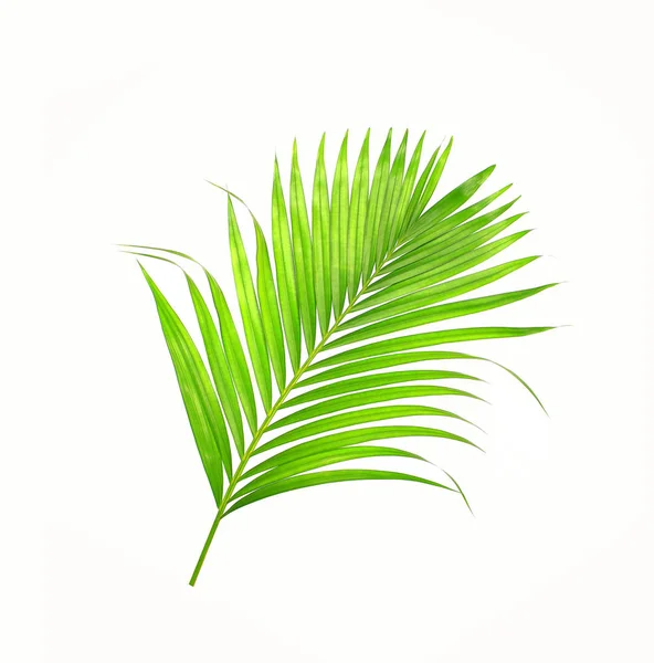 Beyaz arkaplanda izole edilmiş yeşil palmiye yaprakları