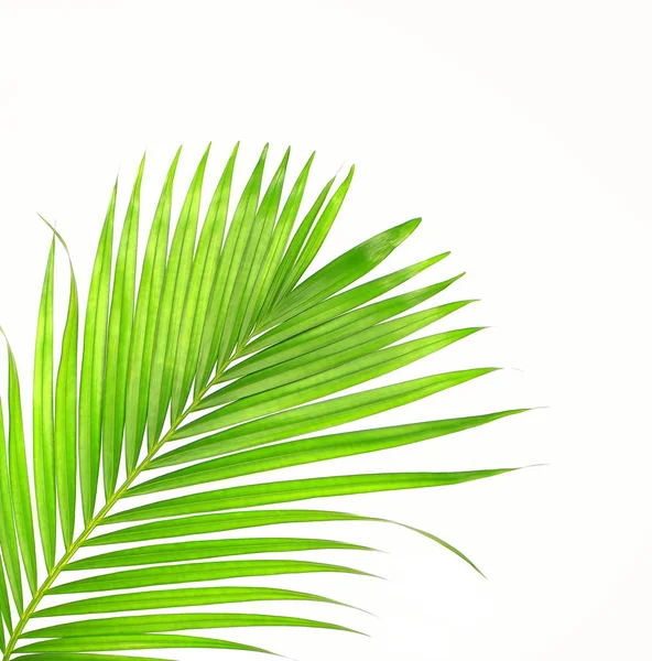 Green Leaves Palm Tree Isolated White Background — Stock Photo, Image