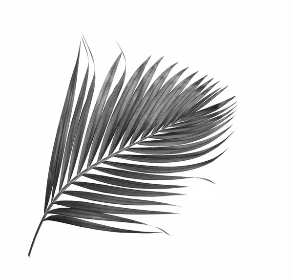 Beyaz arkaplanda izole edilmiş palmiye ağacının kara yaprağı