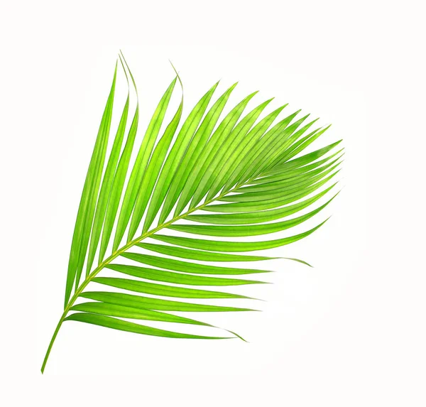 Beyaz arkaplanda izole edilmiş yeşil palmiye yaprakları