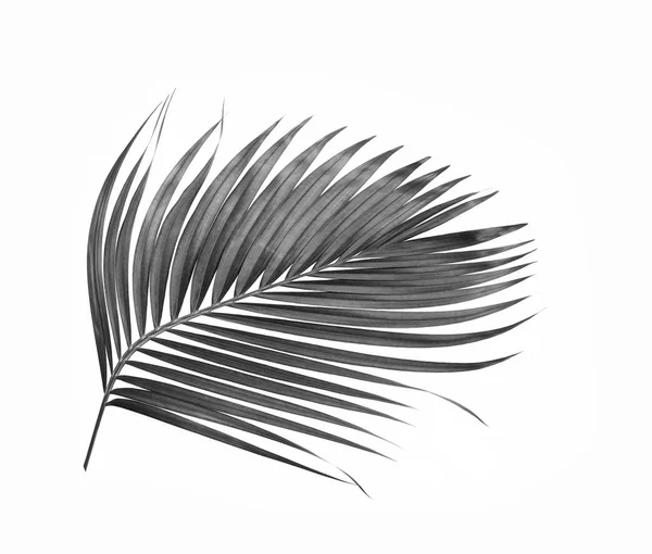 Zwart Blad Van Palmboom Geïsoleerd Witte Achtergrond — Stockfoto