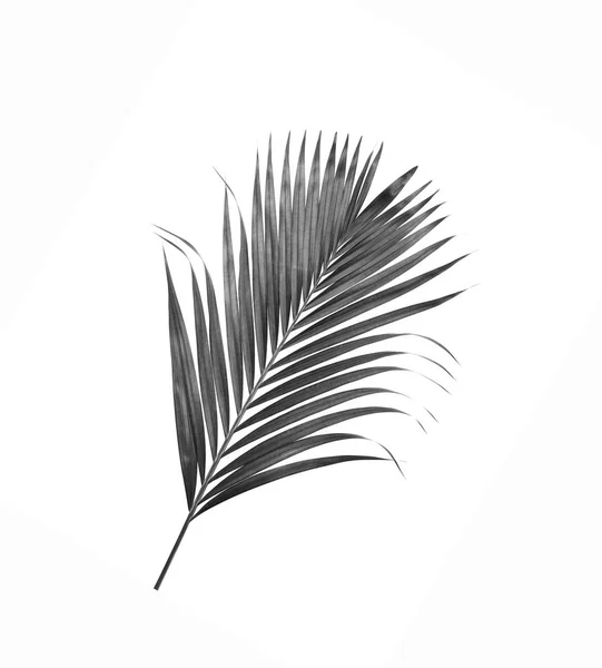 Black Leaf Palm Tree Isolated White Background — Stock Photo, Image