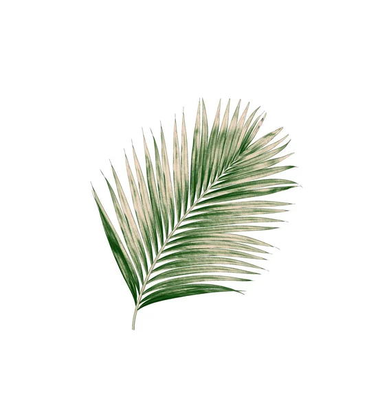 Folhas Verdes Palmeira Isolada Sobre Fundo Branco — Fotografia de Stock