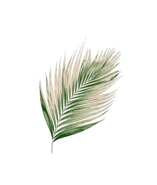 Groene Bladeren Van Palmboom Geïsoleerd Witte Achtergrond — Stockfoto