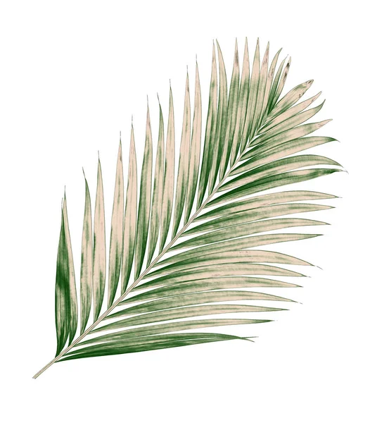 Green Leaves Palm Tree Isolated White Background — Stock Photo, Image