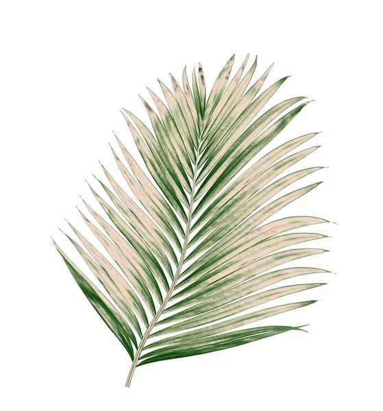 Beyaz arkaplanda izole edilmiş yeşil palmiye yaprakları