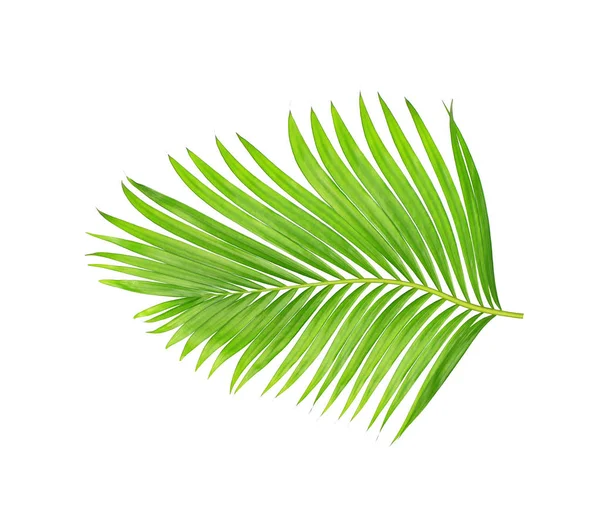 Grüne Blätter Der Palme Isoliert Auf Weißem Hintergrund — Stockfoto