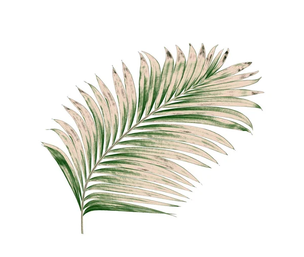 Beyaz arkaplanda izole edilmiş yeşil palmiye yaprakları