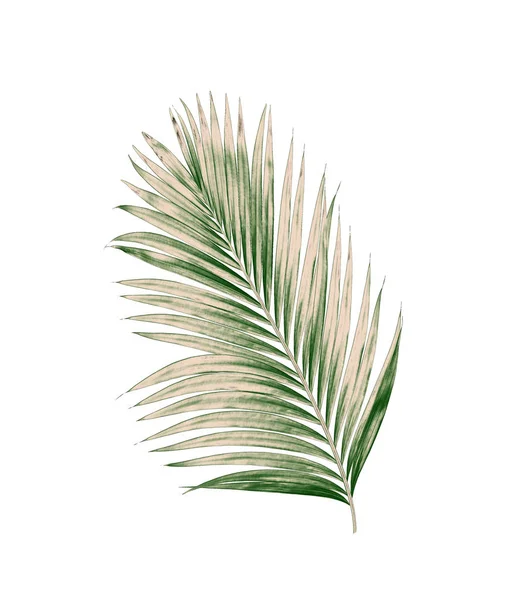 Beyaz arkaplanda izole edilmiş yeşil palmiye yaprakları