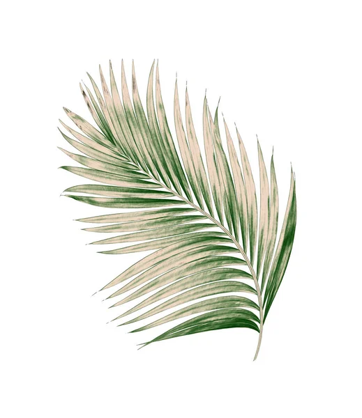 Groene Bladeren Van Palmboom Geïsoleerd Witte Achtergrond — Stockfoto