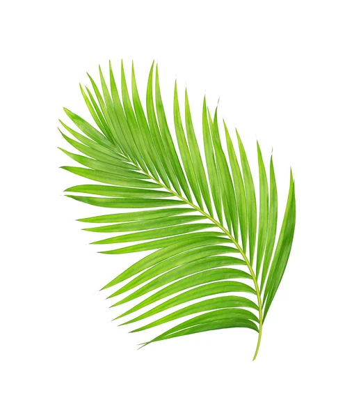 Beyaz arkaplanda izole edilmiş yeşil palmiye yaprakları