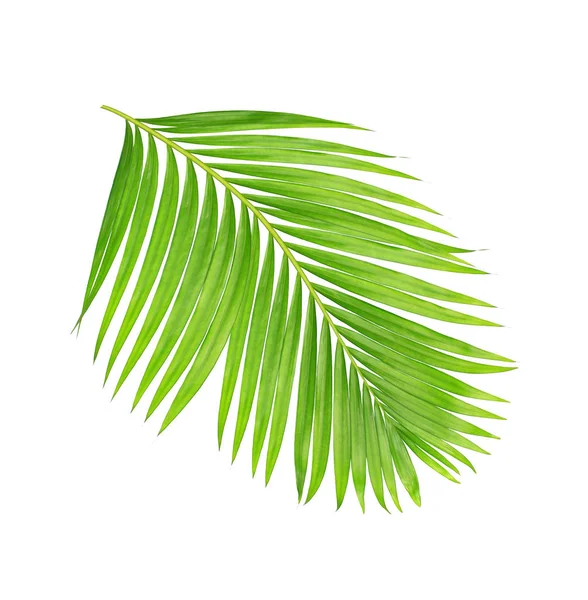 Beyaz arkaplanda izole edilmiş yeşil palmiye yaprakları