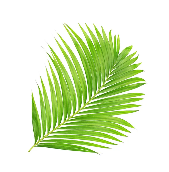 Beyaz arkaplanda izole edilmiş yeşil palmiye yaprakları