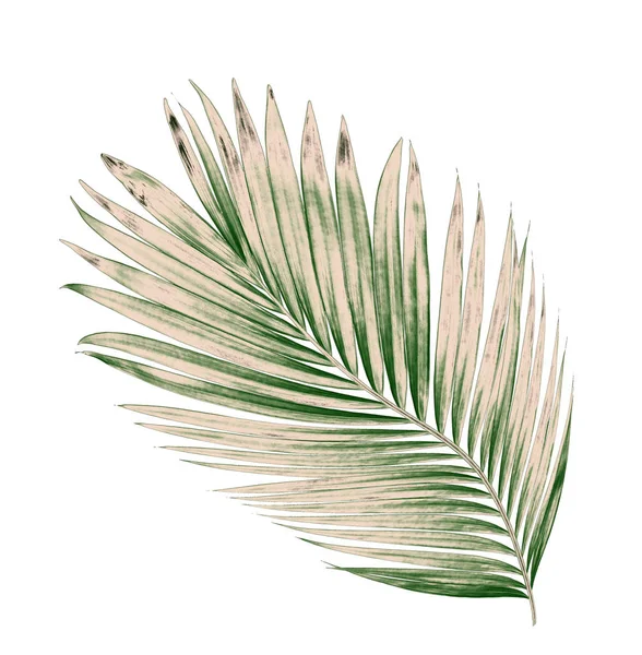 Beyaz arkaplanda izole edilmiş yeşil palmiye yaprakları