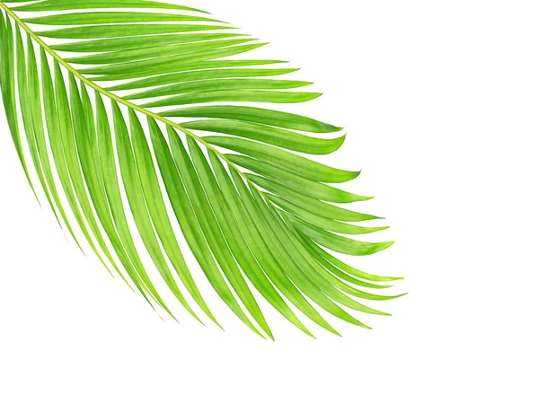 Beyaz arkaplanda izole edilmiş yeşil palmiye yaprakları