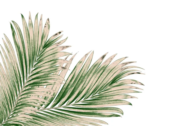 Beyaz arkaplanda izole edilmiş yeşil palmiye yaprakları