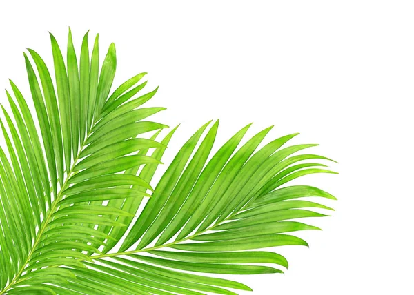 Beyaz arkaplanda izole edilmiş yeşil palmiye yaprakları