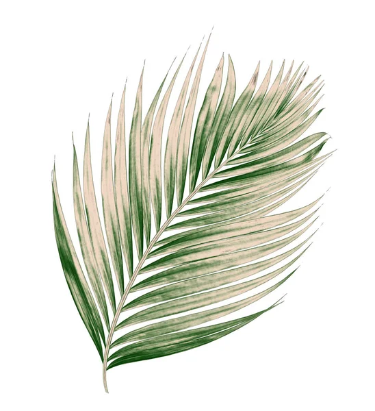 Beyaz arkaplanda izole edilmiş yeşil palmiye yaprakları