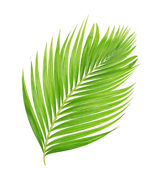 Beyaz arkaplanda izole edilmiş yeşil palmiye yaprakları