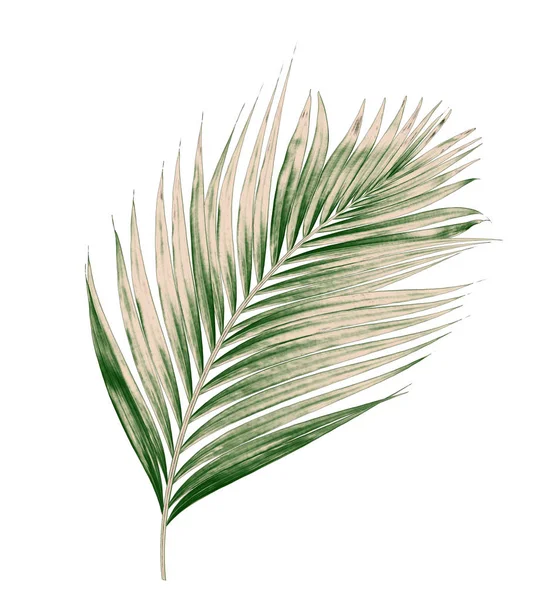 Beyaz arkaplanda izole edilmiş yeşil palmiye yaprakları