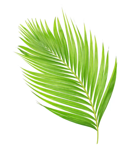 Beyaz arkaplanda izole edilmiş yeşil palmiye yaprakları