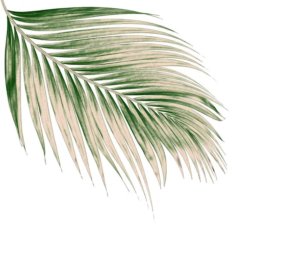 Green Leaves Palm Tree Isolated White Background — Stock Photo, Image