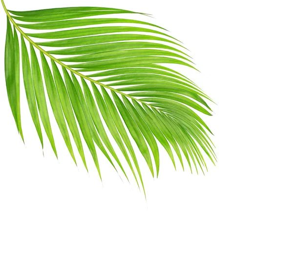 Zielone Liście Palmy Izolowane Białym Tle — Zdjęcie stockowe