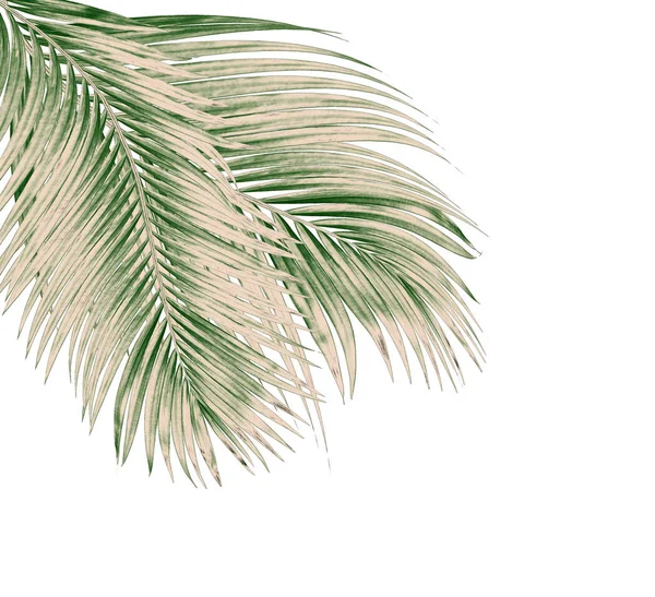 Beyaz arkaplanda izole edilmiş yeşil palmiye yaprakları